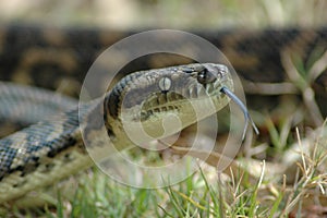Carpet Python