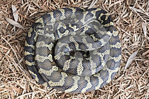Carpet Python