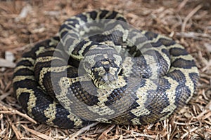 Carpet Python