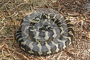 Carpet Python