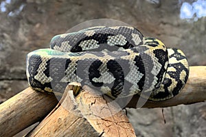 Carpet Python Curled up