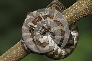 Carpet python Morelia spilota