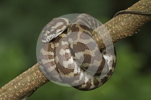 Carpet python Morelia spilota