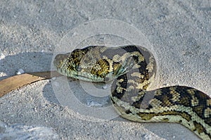 A carpet python, Morelia spilota