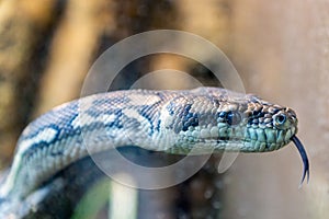 Carpet python, morelia spilota close up reptile