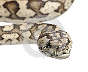 Carpet python - Morelia spilota variegata