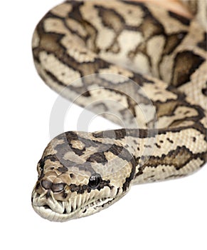 Carpet python - Morelia spilota variegata