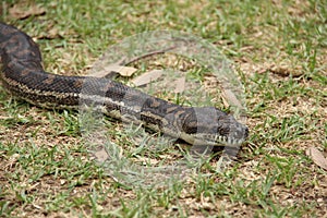 A carpet python near Barwon Heads in Victoria, Australia