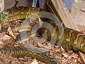 Carpet Python in Queensland Australia