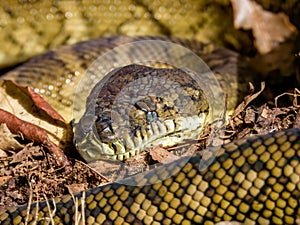 Carpet Python in Queensland Australia