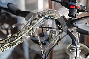 Carpet Python Snake on a Bicycle