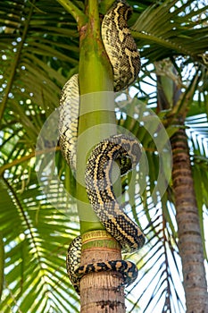 Carpet Python Snake climbing a Tree