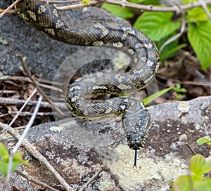 carpet python snake on the north coast.