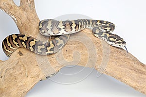 A carpet python Snake is resting on a log with its body wrapped around it.