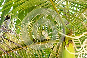 Carpet Python Snake in a Tree