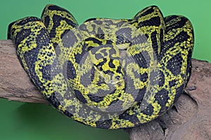 A carpet python snake is wrapping its body on a log.