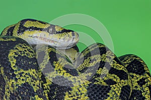 A carpet python snake is wrapping its body on a log.