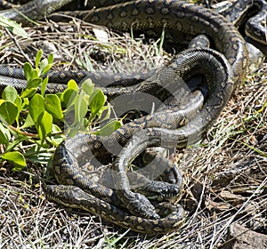 Carpet python snakes mating .