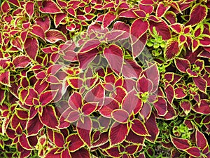 Carpet of red nettles