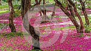 Carpet of Rhododendron arboreum photo