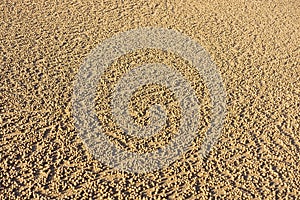 A carpet of round pellets on beach from sand bubbler crabs