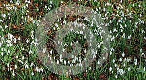 Carpet of Snowdrops in bloom.