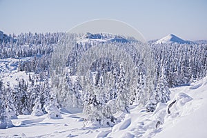 Carpet of snowy forest with gentle hills on horizon. Winter landscape of mountain valley under clouds