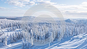 Carpet of snowy forest with gentle hills on horizon. Winter landscape of mountain valley under clouds