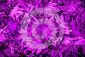 Carpet of Ultraviolet leaves