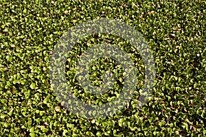 Carpet of water hyacinth