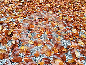 Carpet of wet autumn leaves