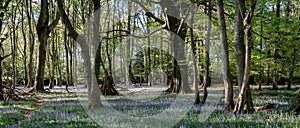 Carpet of wild bluebells amidst the trees in a wood at Ashridge, UK