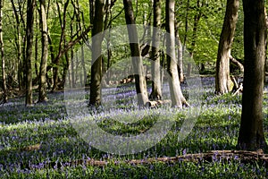 Carpet of wild bluebells amidst the trees in a wood at Ashridge, UK