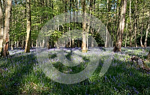 Carpet of wild bluebells amidst the trees in a wood at Ashridge, UK