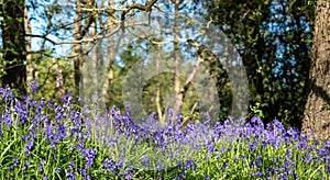 Carpet of wild bluebells on the forest floor in spring, photographed at Old Park Wood nature reserve, Harefield, Hillingdon UK.