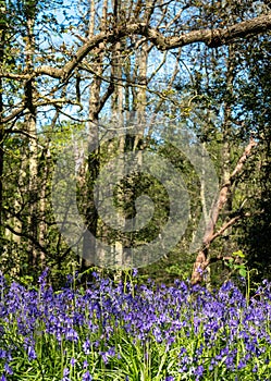 Carpet of wild bluebells on the forest floor in spring, photographed at Old Park Wood nature reserve, Harefield, Hillingdon UK.