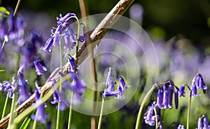 Carpet of wild bluebells on the forest floor in spring, photographed at Old Park Wood nature reserve, Harefield, Hillingdon UK.