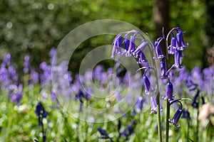 Carpet of wild bluebells on the forest floor in spring, photographed at Old Park Wood nature reserve, Harefield, Hillingdon UK.