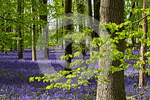 Carpet of wild bluebells growing under beech trees in woodland in springtime in Dockey Woods, Ashridge Estate, Buckinghamshire UK.