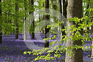 Carpet of wild bluebells growing under beech trees in woodland in springtime in Dockey Woods, Ashridge Estate, Buckinghamshire UK.