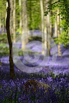 Carpet of wild bluebells growing under beech trees in woodland in springtime in Dockey Woods, Ashridge Estate, Buckinghamshire UK.