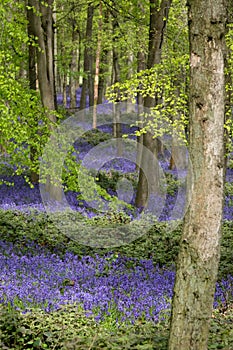 Carpet of wild bluebells growing under beech trees in woodland in springtime in Dockey Woods, Ashridge Estate, Buckinghamshire UK.