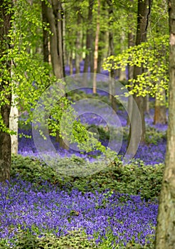 Carpet of wild bluebells growing under beech trees in woodland in springtime in Dockey Woods, Ashridge Estate, Buckinghamshire UK.