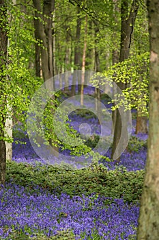 Carpet of wild bluebells growing under beech trees in woodland in springtime in Dockey Woods, Ashridge Estate, Buckinghamshire UK.