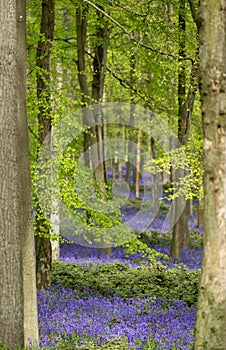 Carpet of wild bluebells growing under beech trees in woodland in springtime in Dockey Woods, Ashridge Estate, Buckinghamshire UK.