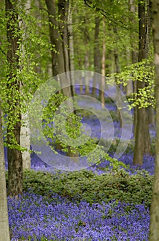 Carpet of wild bluebells growing under beech trees in woodland in springtime in Dockey Woods, Ashridge Estate, Buckinghamshire UK.