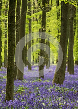 Carpet of wild bluebells growing under beech trees in woodland in springtime in Dockey Woods, Ashridge Estate, Buckinghamshire UK.