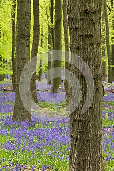 Carpet of wild bluebells growing under beech trees in woodland in springtime in Dockey Woods, Ashridge Estate, Buckinghamshire UK.