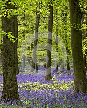 Carpet of wild bluebells growing under beech trees in woodland in springtime in Dockey Woods, Ashridge Estate, Buckinghamshire UK.