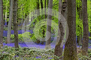 Carpet of wild bluebells growing under beech trees in woodland in springtime in Dockey Woods, Ashridge Estate, Buckinghamshire UK.